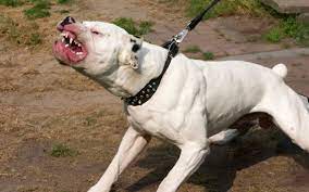 A suspected illegal XL Bully breeding farm has been raided by police in Sheffield.
