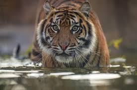 A Chester Zoo worker has been jailed