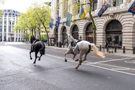 Four people taken to hospital after military horses bolt through central London