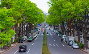 Trees’ cooling effect ‘saving hundreds of lives in cities’