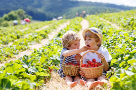 Strawberries mark the summer has arrived.