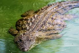 Crocodile attack.