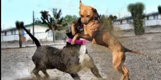 Dog Fights Are Cruel And Illegal.