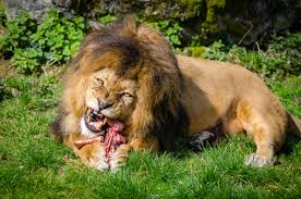 Lions who lunch