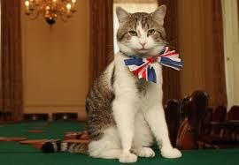 Larry the cat stays on.