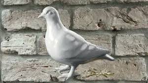 It's a coo.