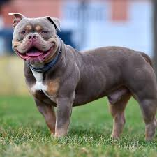 XL Bully kills owner.