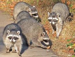 Invasion of The Racoons.