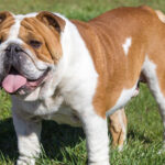 British Bulldog.