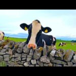 Co-op launches £820K sustainability fund for farmers.