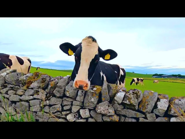 Co-op launches £820K sustainability fund for farmers.