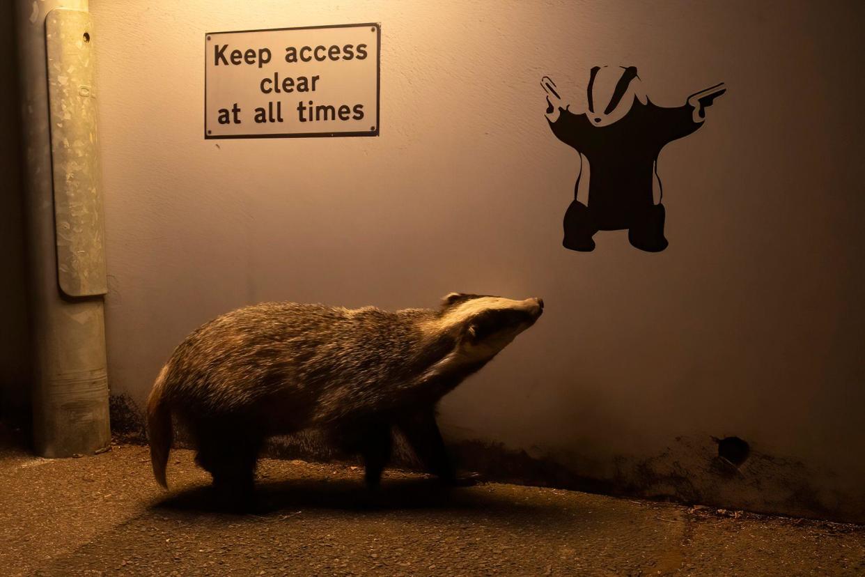 Badger meet Banksy badger.