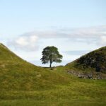 Sycamore Gap tree killers found guilty.