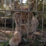 The Lynx Effect Set Free.