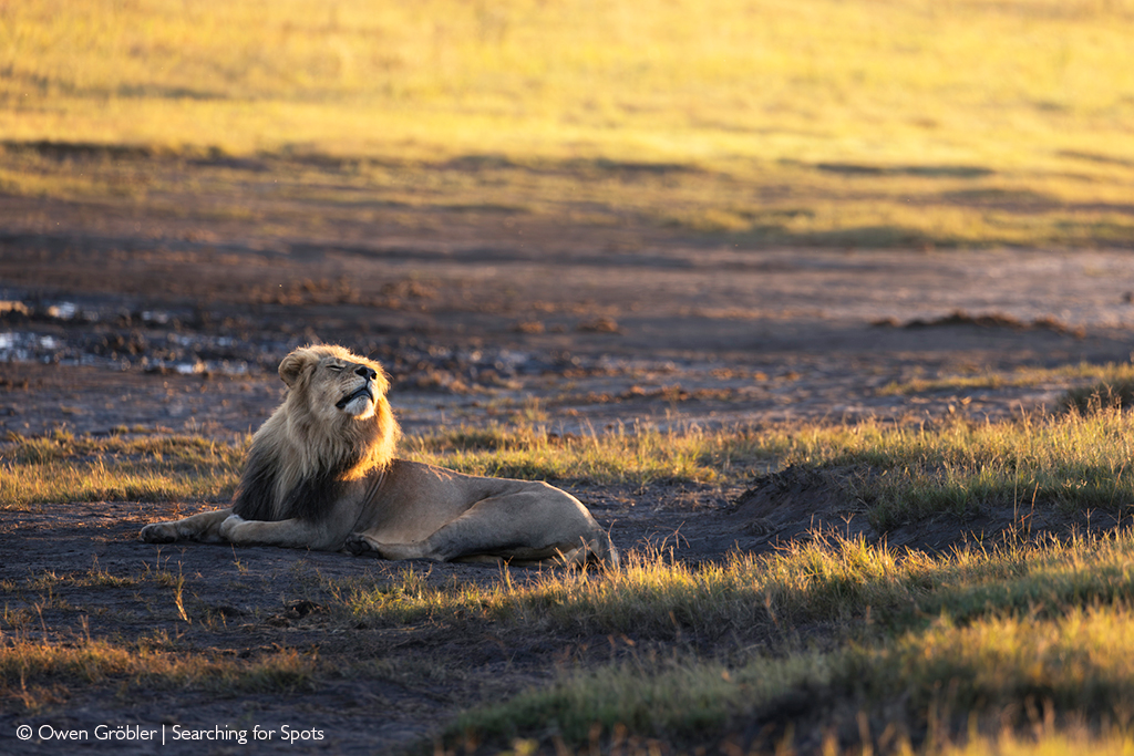 Famous lion killed.