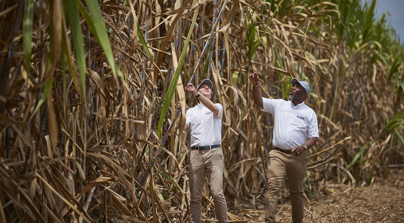Sugar cane gets presidential approval.