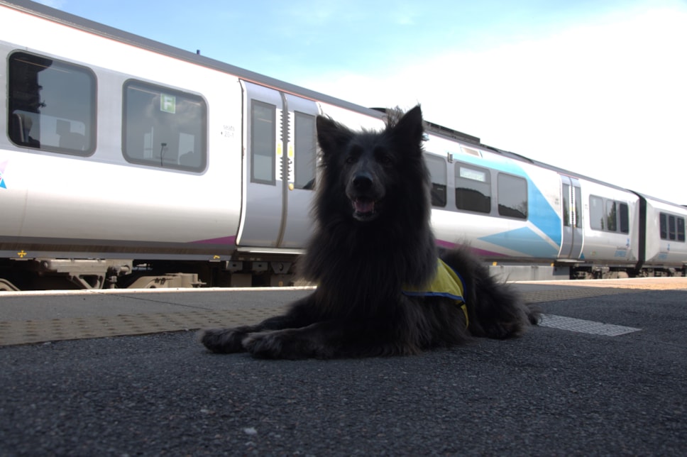 Dog calming on trains.