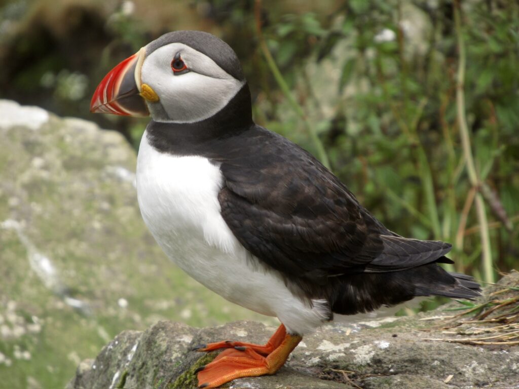 Looking into Puffins.